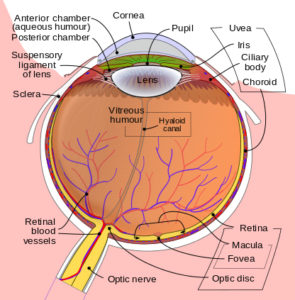 Schematic_diagram_of_the_human_eye_en.svg